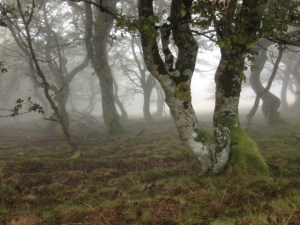 It was just beautiful wherever you looked. Jonathan you would have loved this!