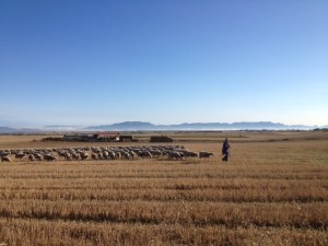 Shepard with his sheep