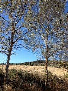 These trees are lovely, the leaves are silver on the bottom and green on top, when the breeze comes blows, very pretty