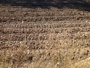 This is what a plowed file looks like, how do they grow anything? I thought CT had the stoniest soil.