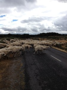 Sheep crossing, no one told me!