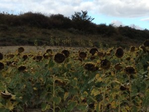 Sun flowers everywhere. Al said they had smiley faces.