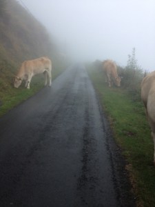 Cows and the mist