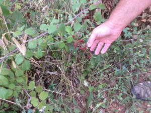 Pilgrim snack, raspberries