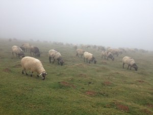 Sheep in the mist, we could hardly see them, but they wore bells.
