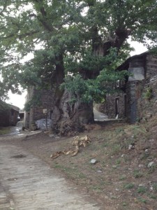 One of the chestnut trees
