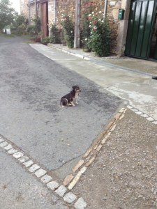 A country dog, on the small side i know, but he still gave me the evil eye