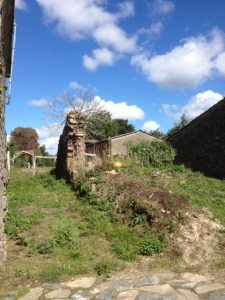 I thought this was a funny little tree