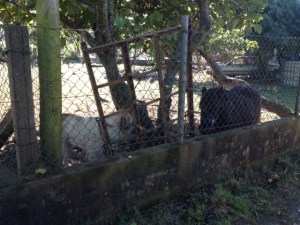 Dog on the left pony on the right